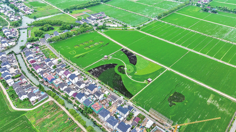 稻田画绘就乡村多彩盛景