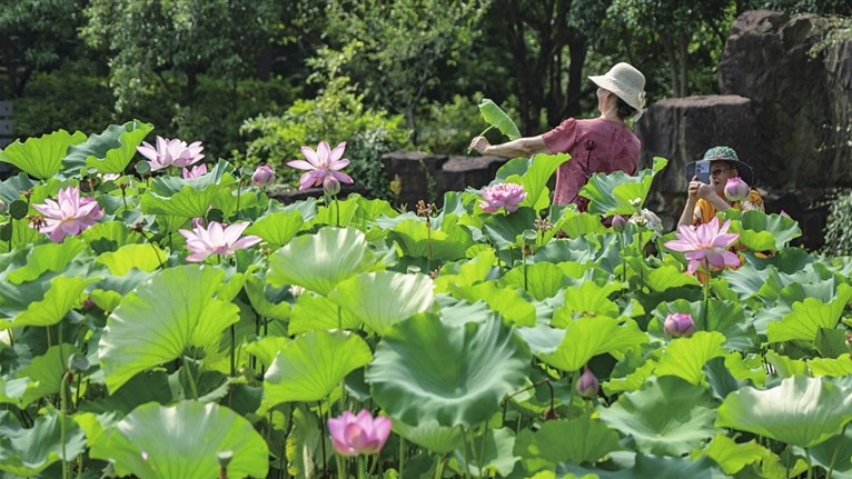 虎丘一榭园荷花绽放