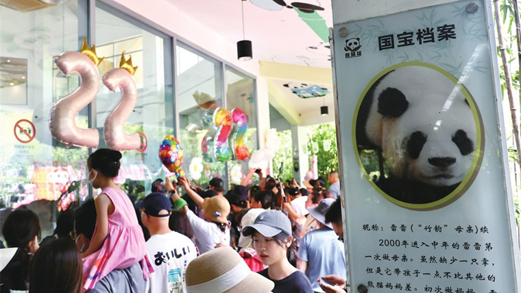 大熊猫“新月”“竹韵”带着爱回家