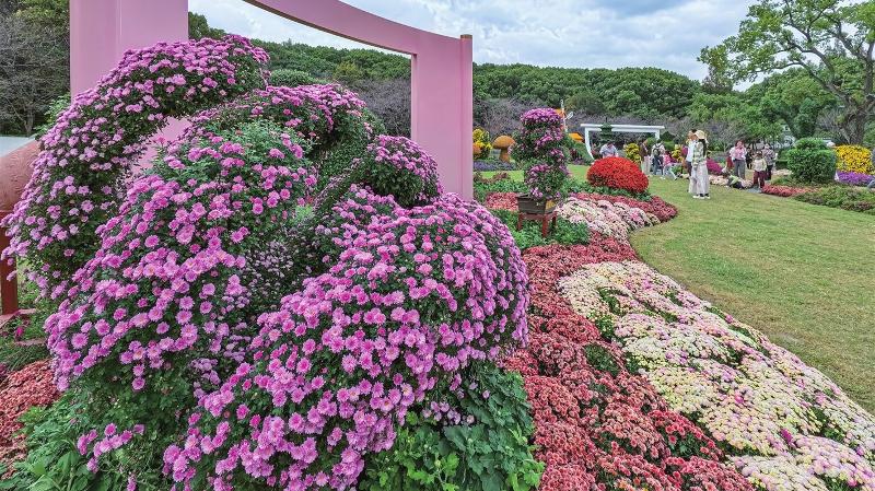 苏州上方山国家森林公园金秋花展启幕