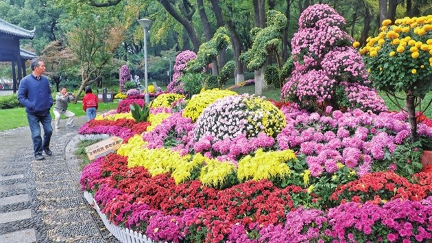 沙洲公园盛放的菊花吸引众多游客目光